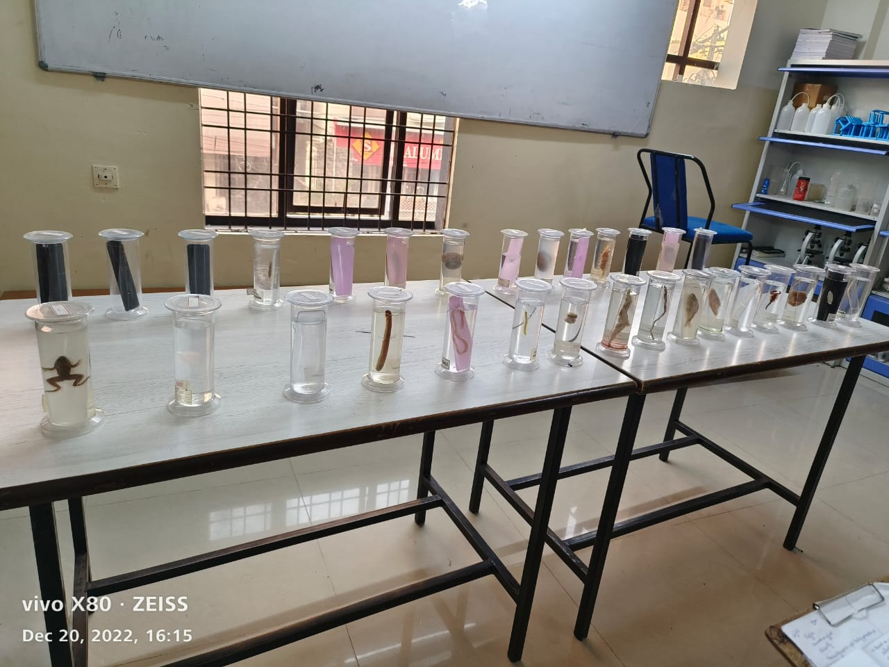 teacher